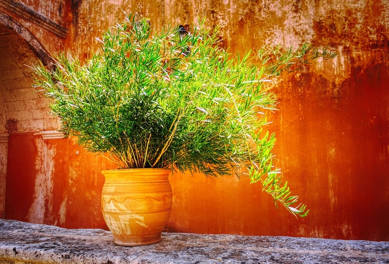 Decorative wall gardens