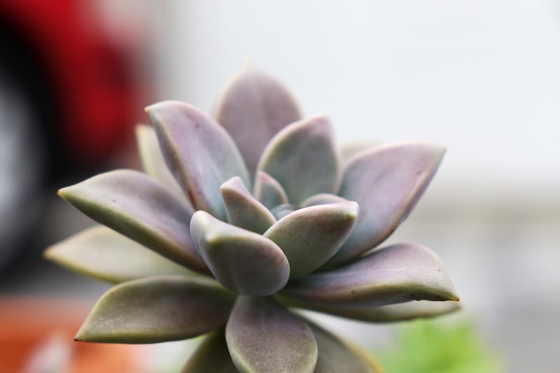 Succulent care