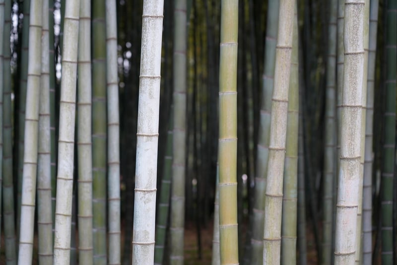 Bamboo Teepees